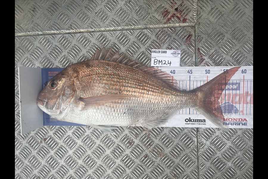 Harry Young caught this 53.0cm Snapper at Nelson/Marlborough during The Export NZ Fishing Competition