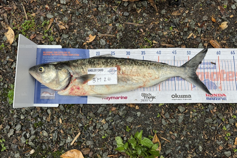 Kodi Russell-Owen caught this 52.0cm Kahawai at Northland during The Export NZ Fishing Competition