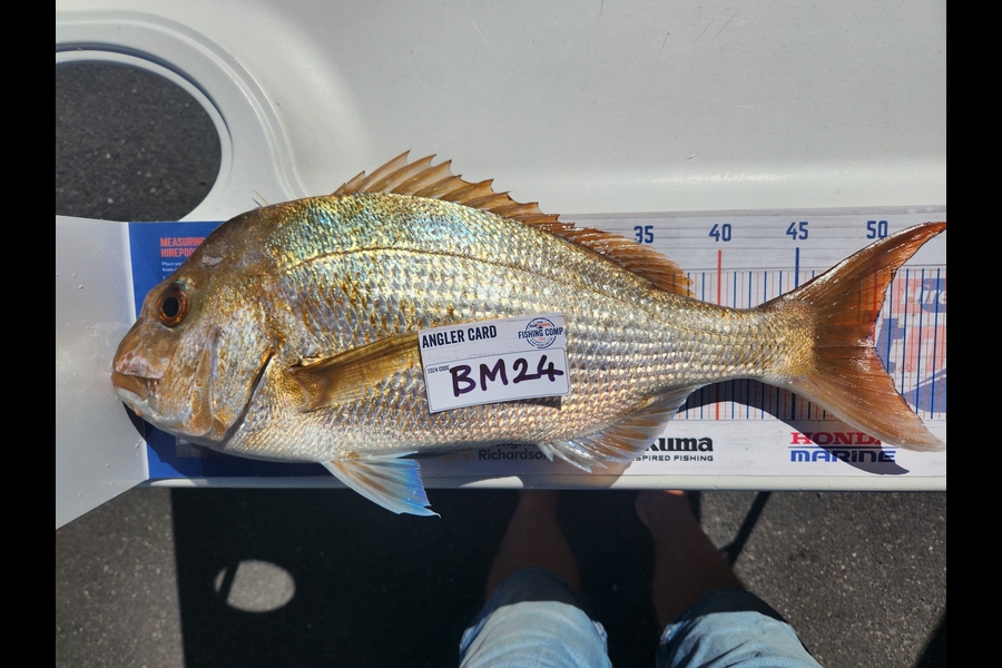 Shayne Meyer caught this 50.0cm Snapper at Bay of Plenty during The Export NZ Fishing Competition