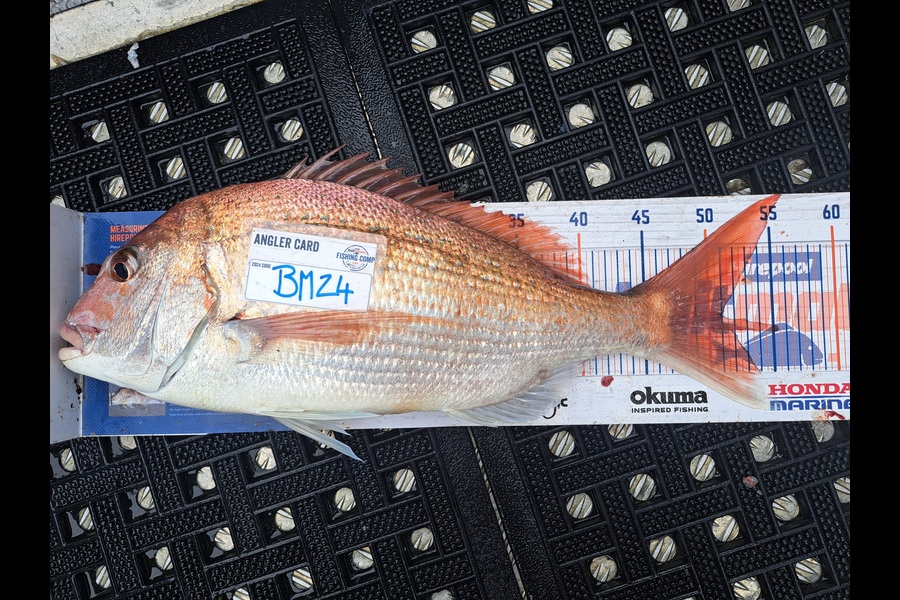 Harry Kovacs caught this 51.0cm Snapper at Wellington during The Export NZ Fishing Competition