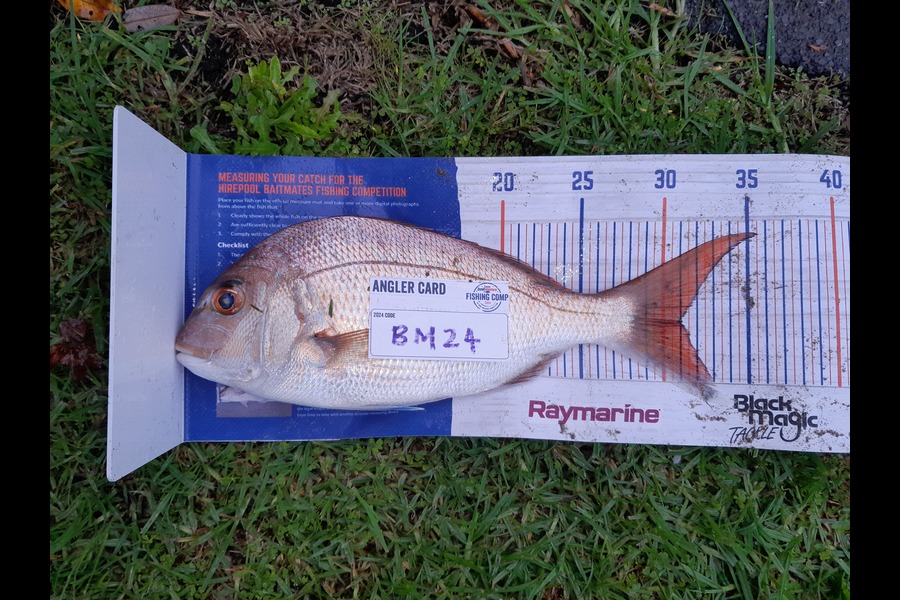 Michelle Gregory caught this 31.0cm Snapper at Coromandel during The Export NZ Fishing Competition