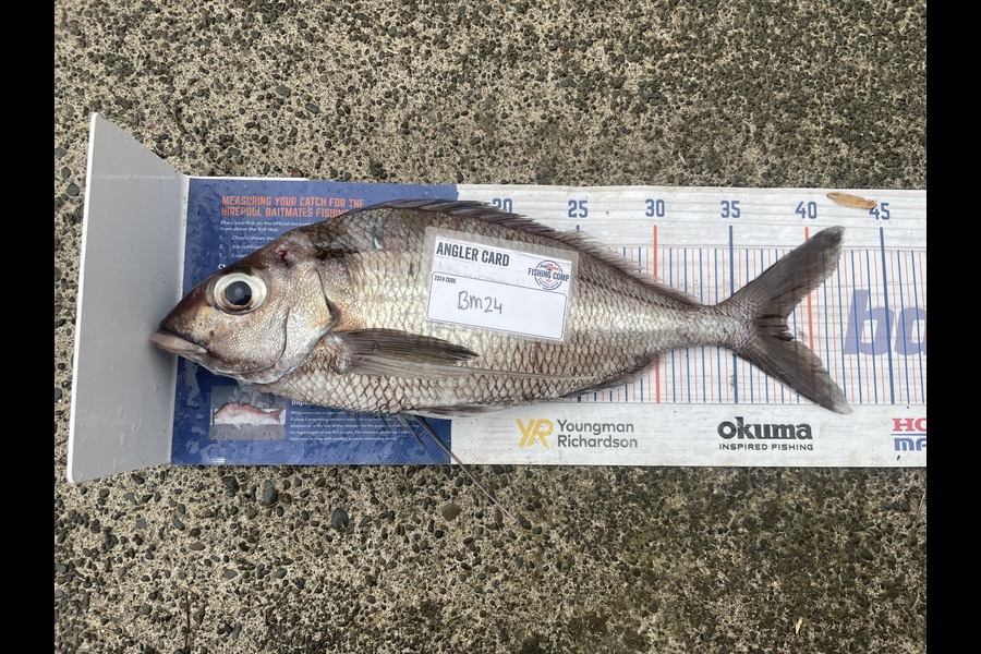 Niamh McGuane caught this 38.5cm Tarakihi at East Cape during The Export NZ Fishing Competition