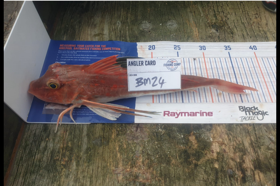 Nikita Bain caught this 35.5cm Gurnard at Bay of Plenty during The Export NZ Fishing Competition