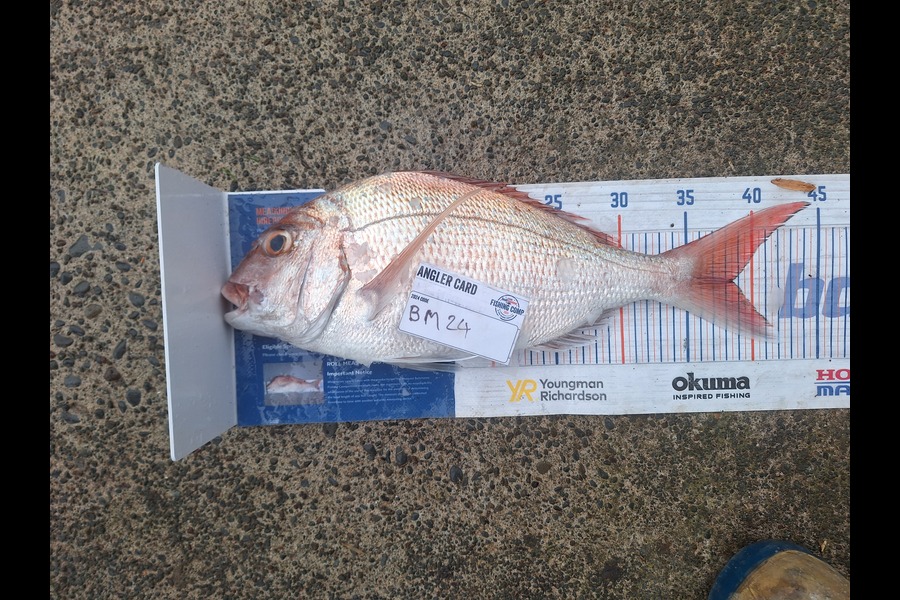 Paul Rees caught this 38.5cm Snapper at East Cape during The Export NZ Fishing Competition