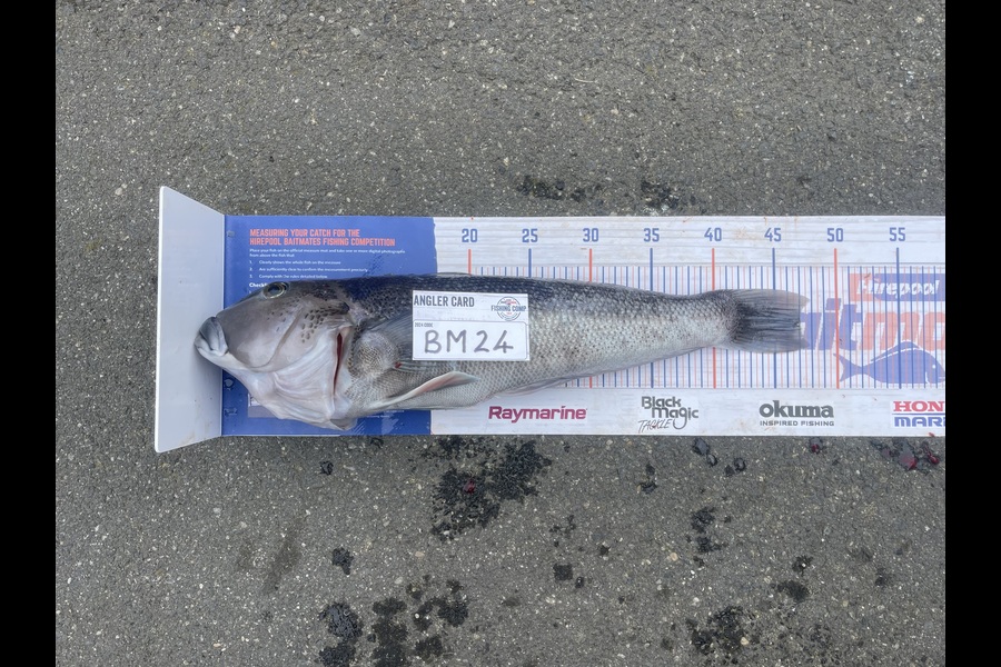 Dan Washington caught this 47.0cm Blue Cod at Otago during The Export NZ Fishing Competition
