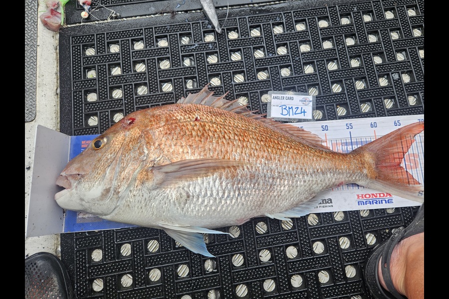 David Kovacs caught this 64.0cm Snapper at Wellington during The Export NZ Fishing Competition