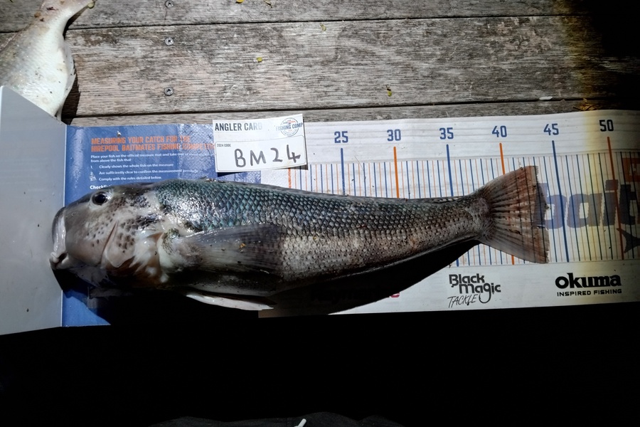 Luke Crosbie caught this 43.0cm Blue Cod at Nelson/Marlborough during The Export NZ Fishing Competition