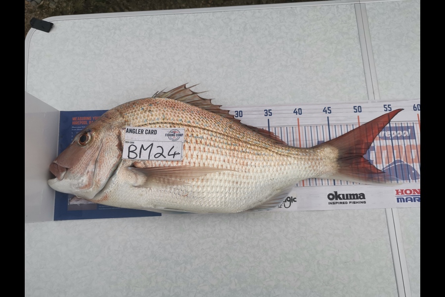 Ava Meiring caught this 50.0cm Snapper at Nelson/Marlborough during The Export NZ Fishing Competition
