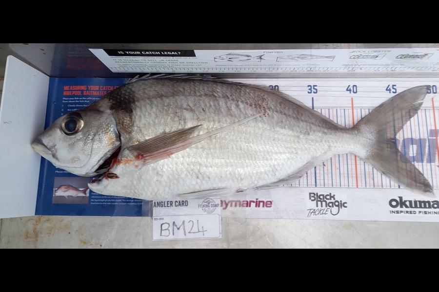 Ray Van Driel caught this 43.5cm Tarakihi at Wellington during The Export NZ Fishing Competition