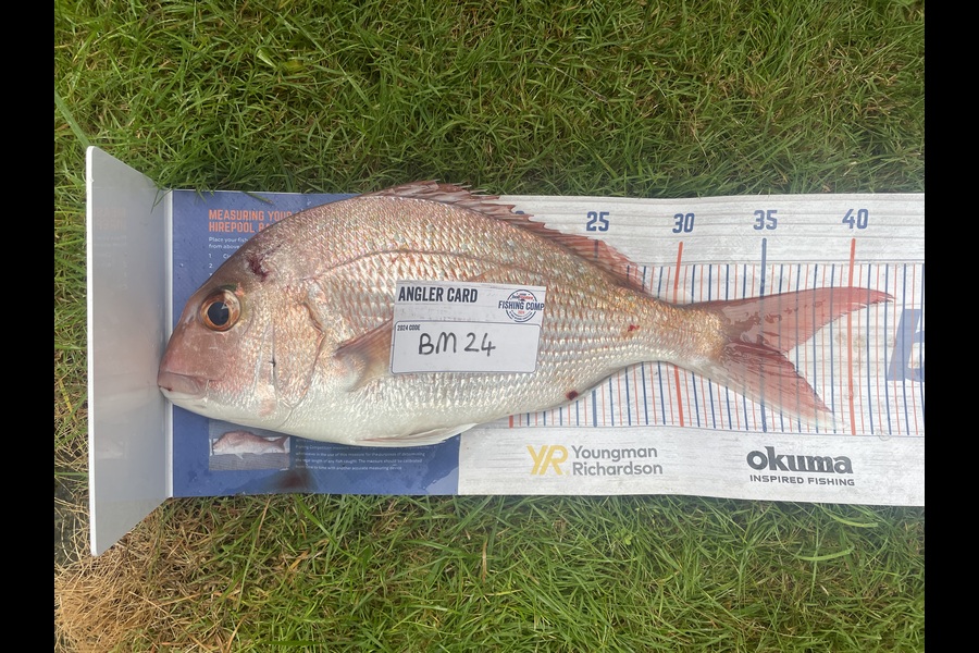 Craig Newland caught this 36.0cm Snapper at Bay of Plenty during The Export NZ Fishing Competition