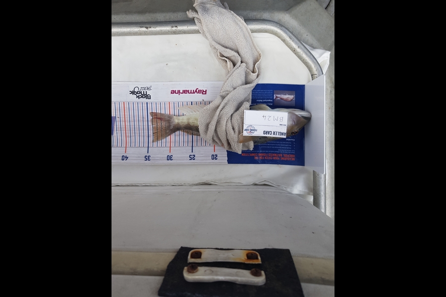 Carolyn Rose caught this 34.0cm Blue Cod at Nelson/Marlborough during The Export NZ Fishing Competition