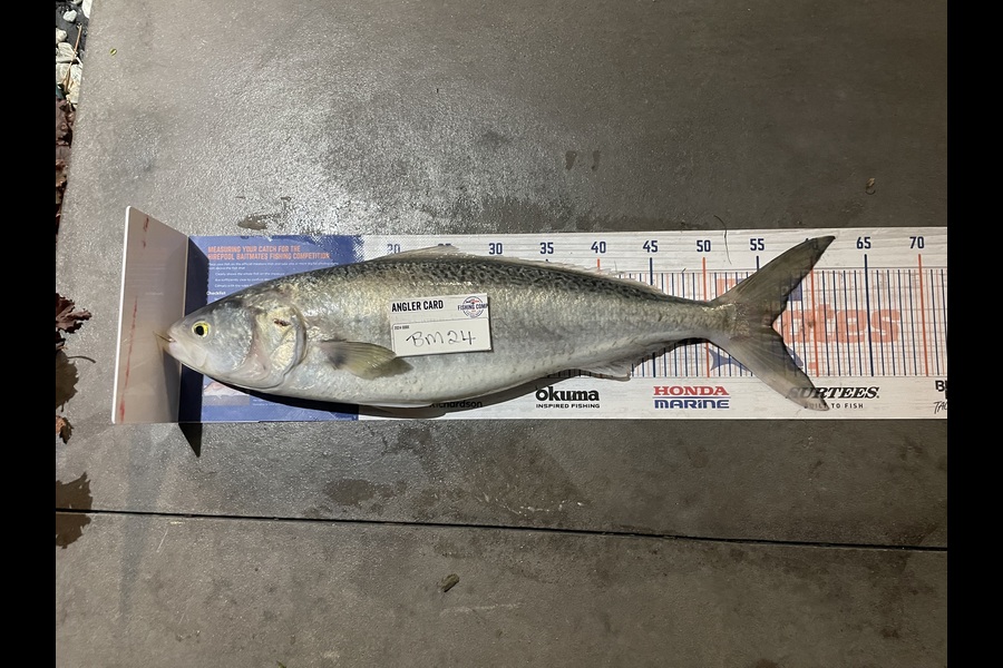 Neville Cane caught this 56.0cm Kahawai at Canterbury during The Export NZ Fishing Competition
