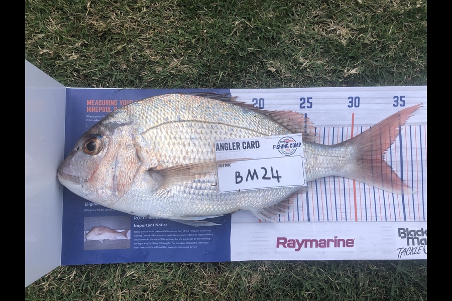 Jason Marshall caught this 33.0cm Snapper at Wellington during The Export NZ Fishing Competition