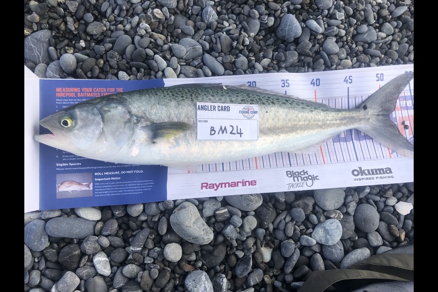 Jason Marshall caught this 51.0cm Kahawai at Wellington during The Export NZ Fishing Competition