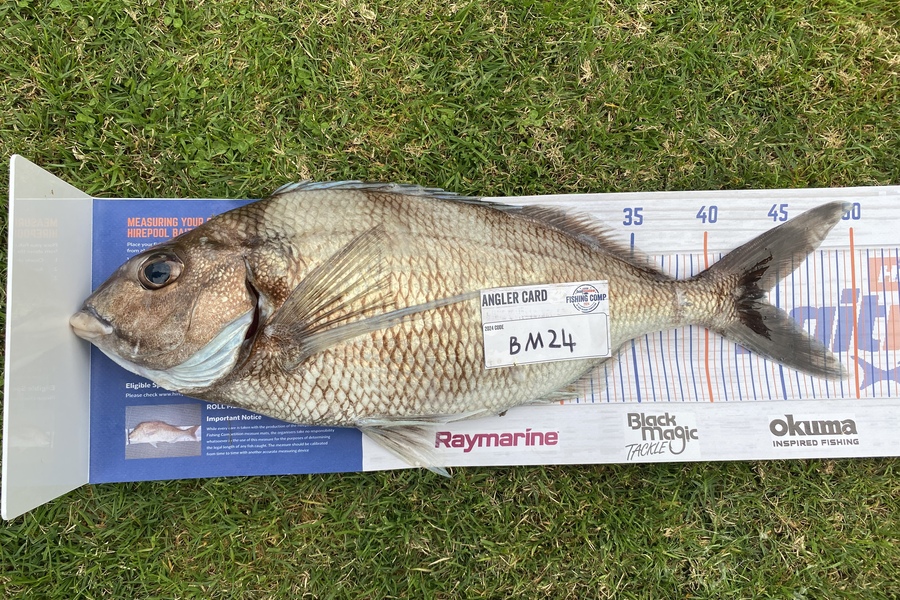 Guy Marshall caught this 44.0cm Tarakihi at Wellington during The Export NZ Fishing Competition