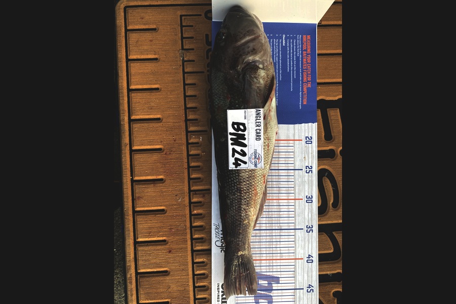 Jeremy McKibbin caught this 45.5cm Blue Cod at Wellington during The Export NZ Fishing Competition