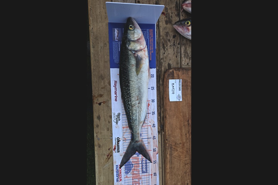 Tamati Wilson caught this 50.0cm Kahawai at Wellington during The Export NZ Fishing Competition