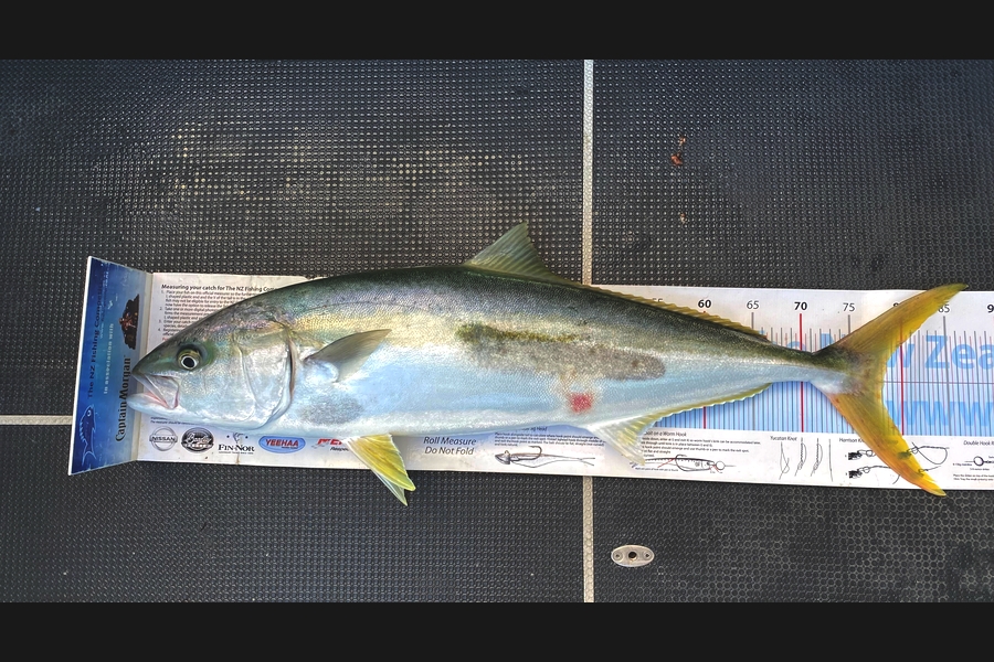 Mason Durry caught this 78.0cm Kingfish at Nelson/Marlborough during The Export NZ Fishing Competition