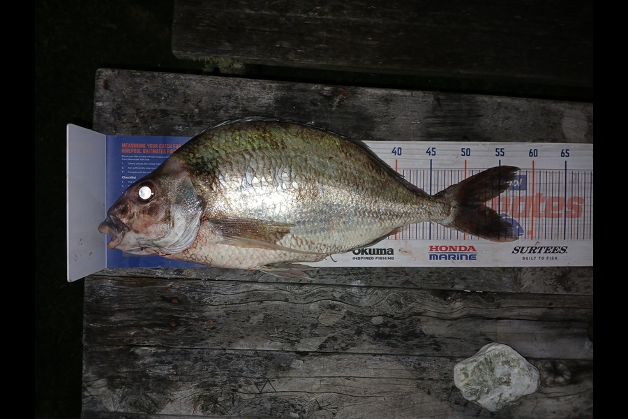 Tim Hagan caught this 52.5cm Tarakihi at Wellington during The Export NZ Fishing Competition