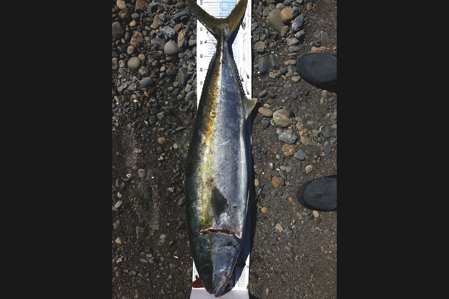 Paul Shadbolt caught this 99cm Kingfish at Wellington during The Export NZ Fishing Competition