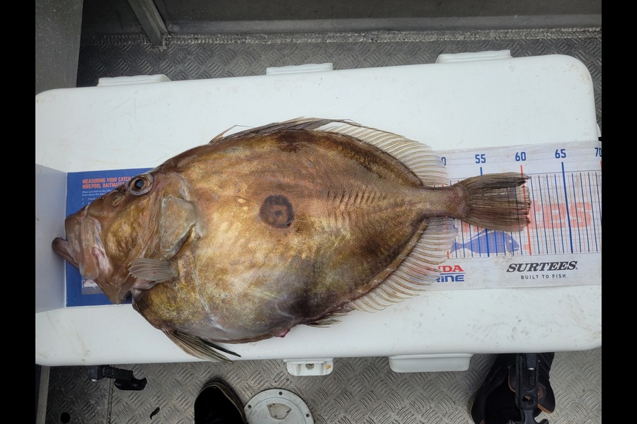Robert Falconer caught this 60.5cm John Dory at Taranaki during The Export NZ Fishing Competition