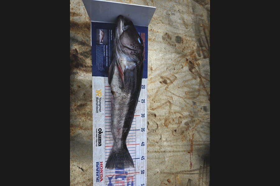 Nicola Whitmore caught this 48.0cm Blue Cod at Taranaki during The Export NZ Fishing Competition