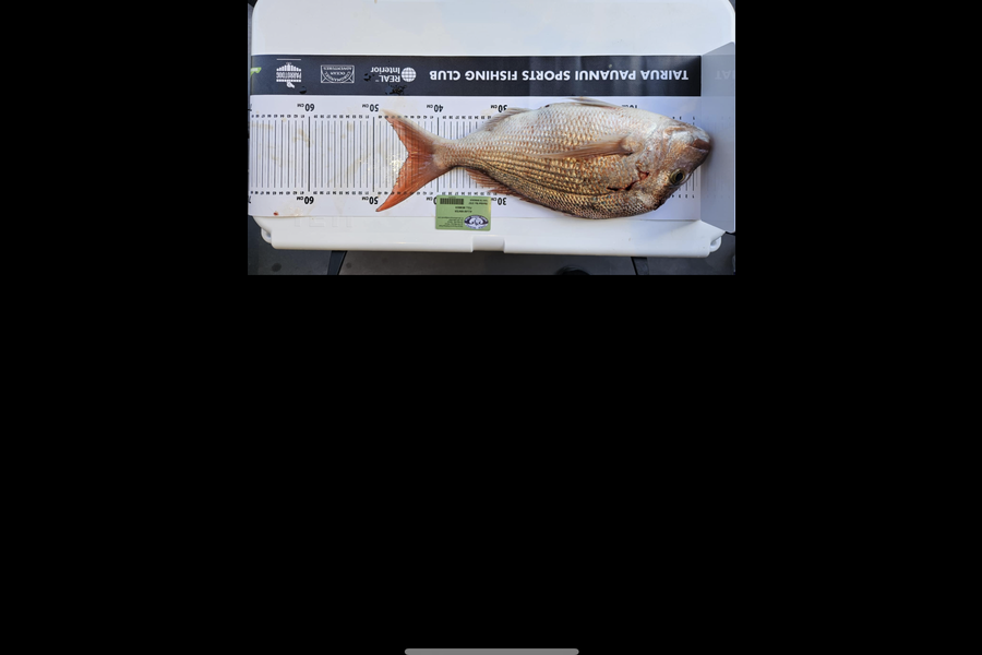 Allan Winter caught this 44.5cm Snapper at Coromandel during The Export NZ Fishing Competition