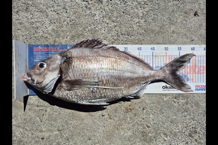 Rodney Niven caught this 54.0cm Tarakihi at Wellington during The Export NZ Fishing Competition