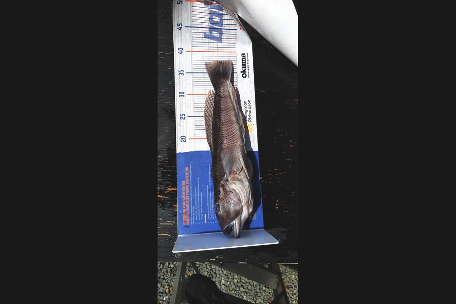 Mark Wickens caught this 37.5cm Blue Cod at Wellington during The Export NZ Fishing Competition