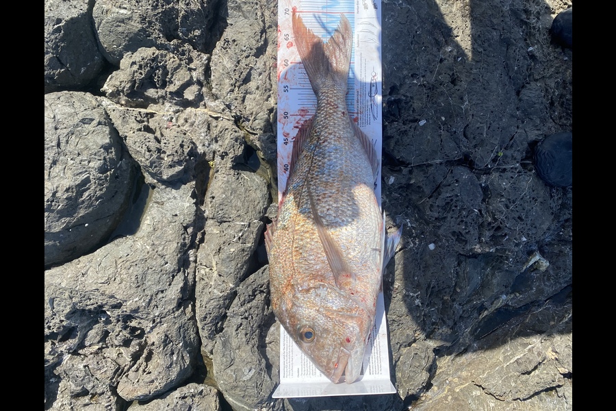 Aronui Davis caught this 64.0cm Snapper at Northland during The Export NZ Fishing Competition