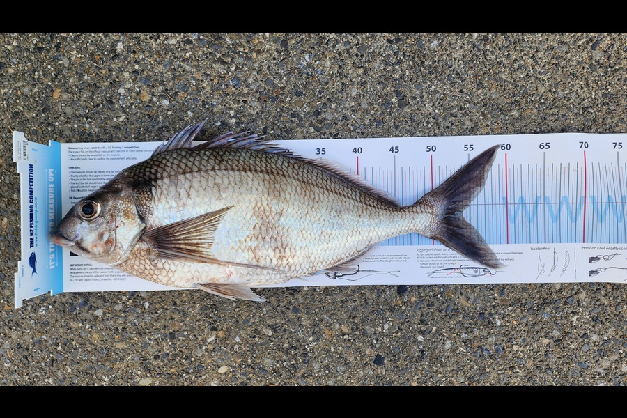 Myles Carson caught this 54.0cm Tarakihi at Wellington during The Export NZ Fishing Competition