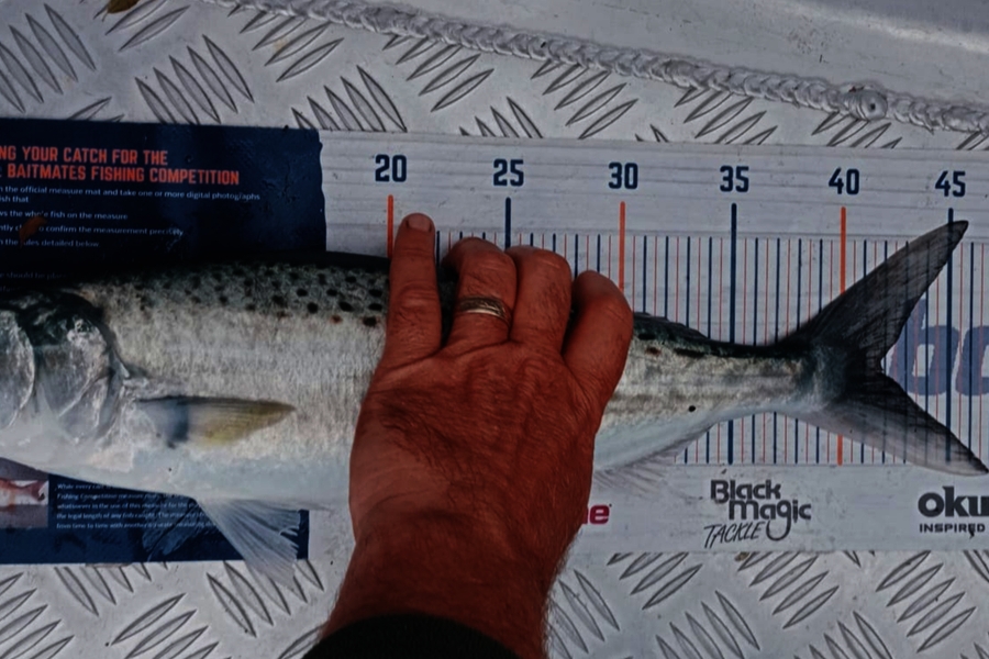 Carol Brannen caught this 41.5cm Kahawai at Nelson/Marlborough during The Export NZ Fishing Competition
