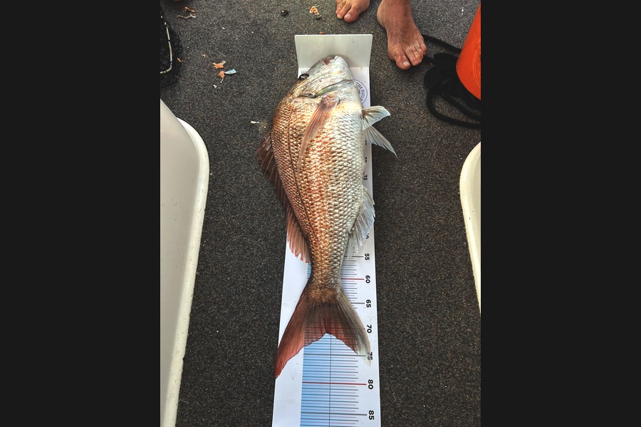 Jimmy Hill caught this 70.5cm Snapper at Auckland during The Export NZ Fishing Competition
