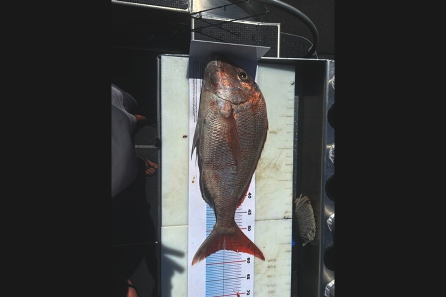 Steve Carpenter caught this 56.0cm Snapper at Waikato during The Export NZ Fishing Competition