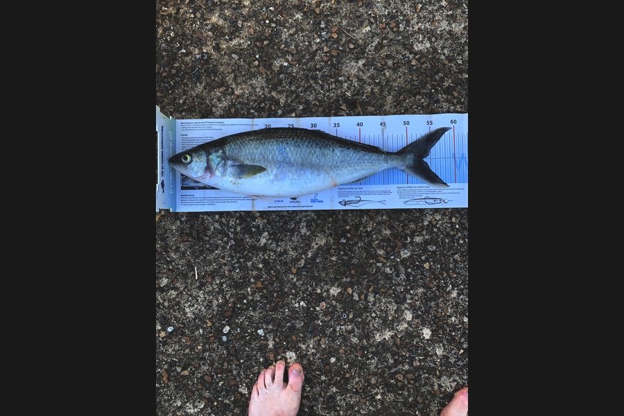 Nathan  Lauchlan  caught this 53.0cm Kahawai at Auckland during The Export NZ Fishing Competition