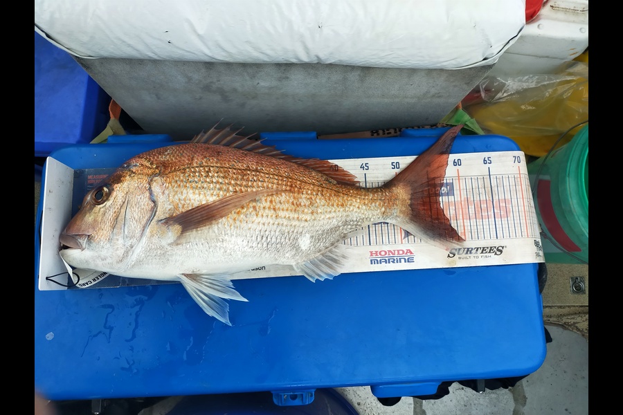 Len Clarke caught this 56.5cm Snapper at Northland during The Export NZ Fishing Competition