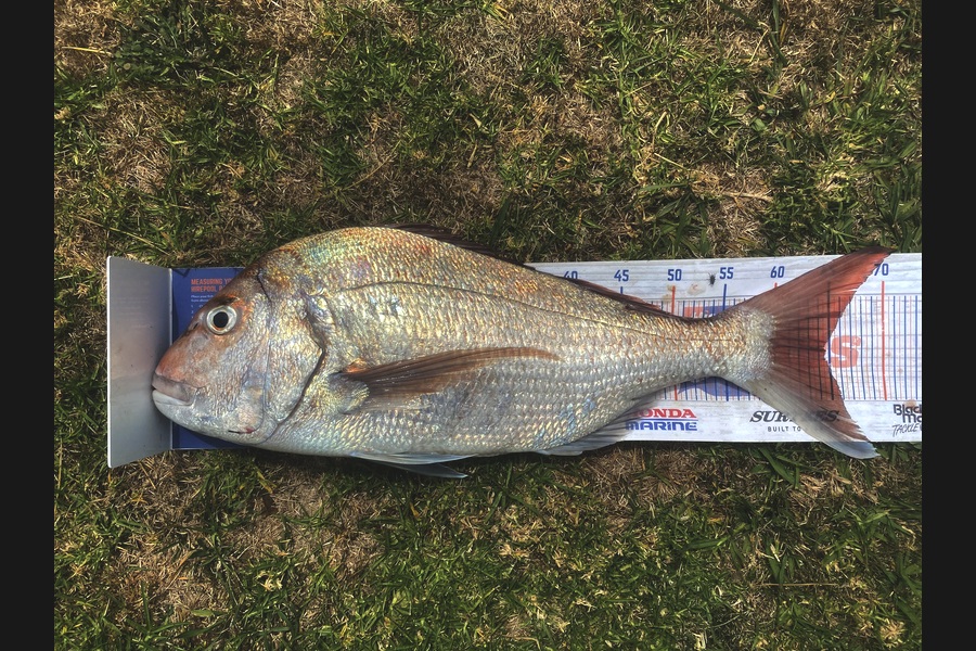 Steve Fraser caught this 64.5cm Snapper at Taranaki during The Export NZ Fishing Competition