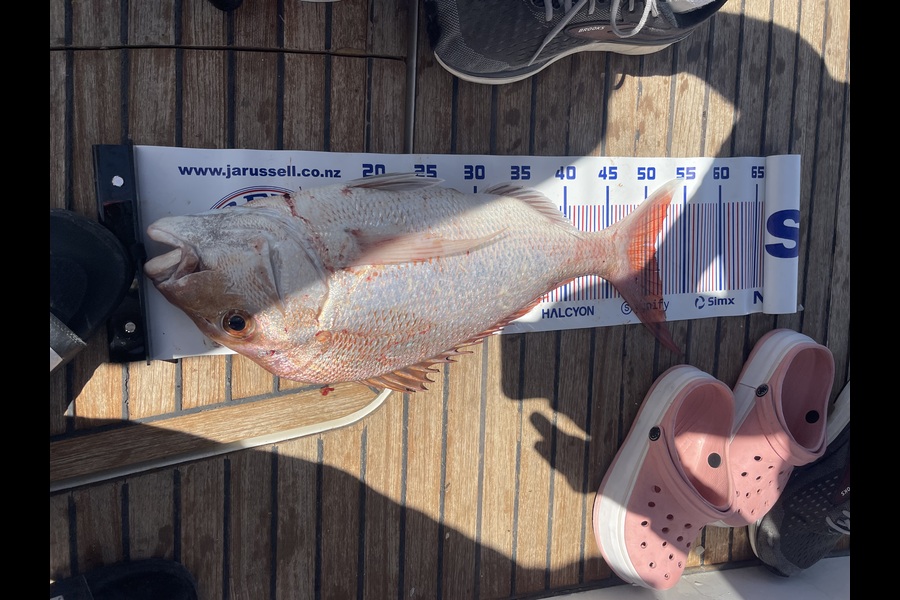 Andrew Oswald caught this 51.0cm Snapper at Auckland during The Export NZ Fishing Competition