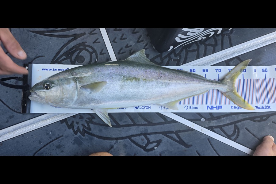 Mark Gundersen caught this 76.0cm Kingfish at Bay of Plenty during The Export NZ Fishing Competition
