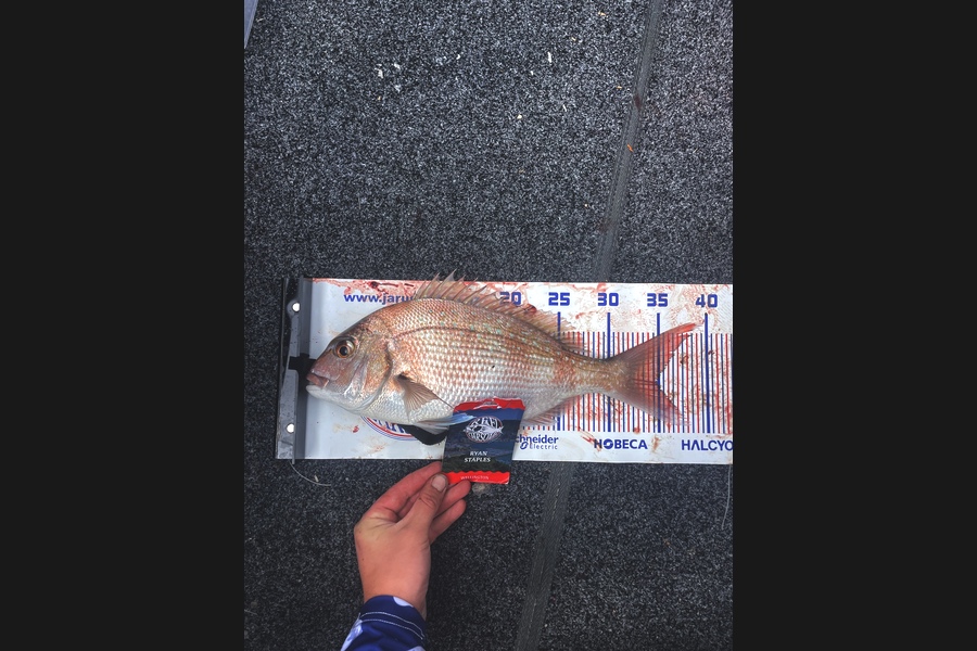 Ryan Staples caught this 35.0cm Snapper at Wellington during The Export NZ Fishing Competition