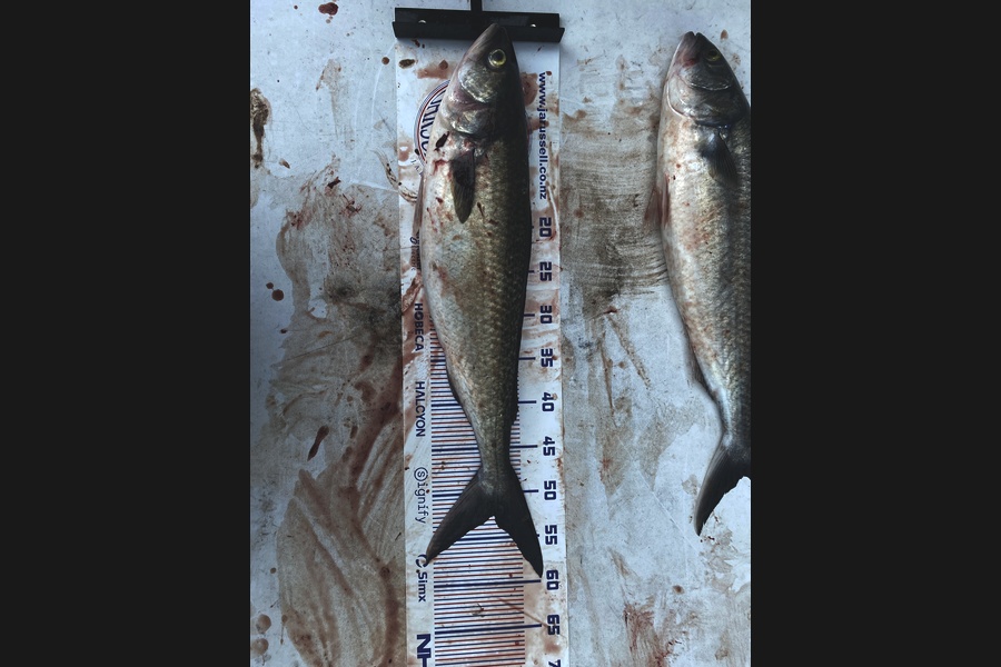 Robin Horne caught this 52.5cm Kahawai at Wellington during The Export NZ Fishing Competition