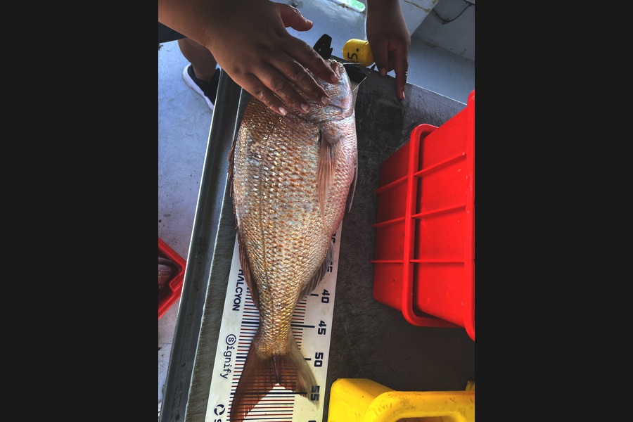 Dion Lincoln caught this 53.0cm Snapper at Auckland during The Export NZ Fishing Competition