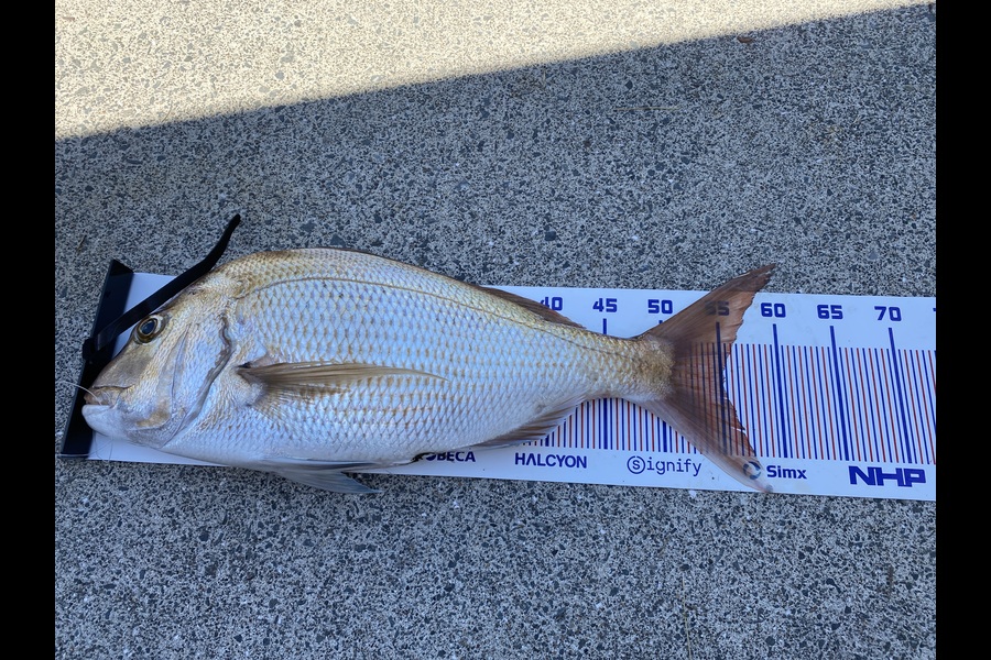 Hayden Hesford caught this 55cm Snapper at Bay of Plenty during The Export NZ Fishing Competition