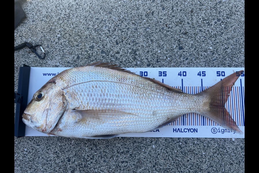 Lance Sixsmith caught this 50.5cm Snapper at Bay of Plenty during The Export NZ Fishing Competition