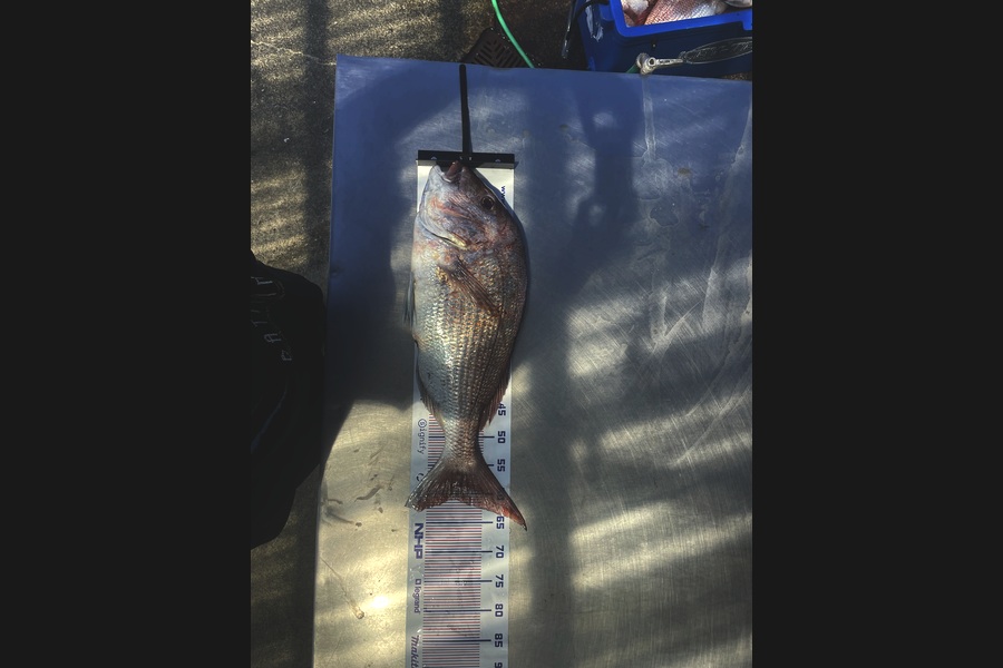 jacob Bowles caught this 61.0cm Snapper at Auckland during The Export NZ Fishing Competition