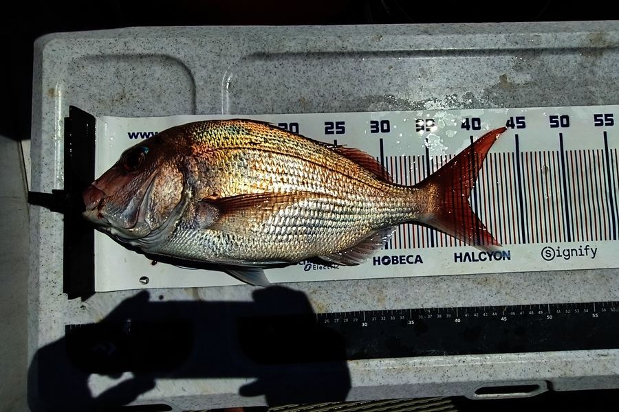 Kyal Washer caught this 39.0cm Snapper at Bay of Plenty during The Export NZ Fishing Competition