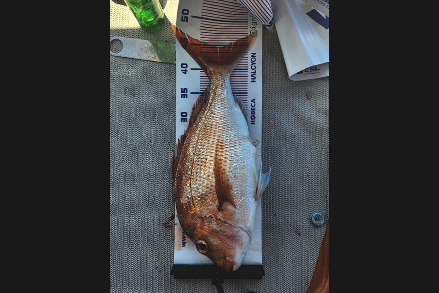Tom Waworis caught this 44.5cm Snapper at Auckland during The Export NZ Fishing Competition