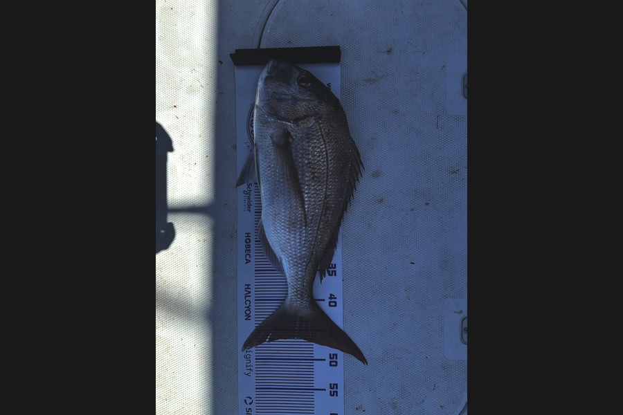Reanne Cobb caught this 46.0cm Snapper at Bay of Plenty during The Export NZ Fishing Competition