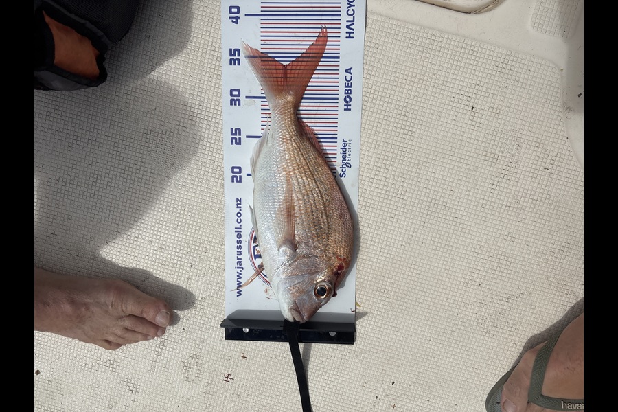 Stephen J Lewins caught this 34.0cm Snapper at Auckland during The Export NZ Fishing Competition