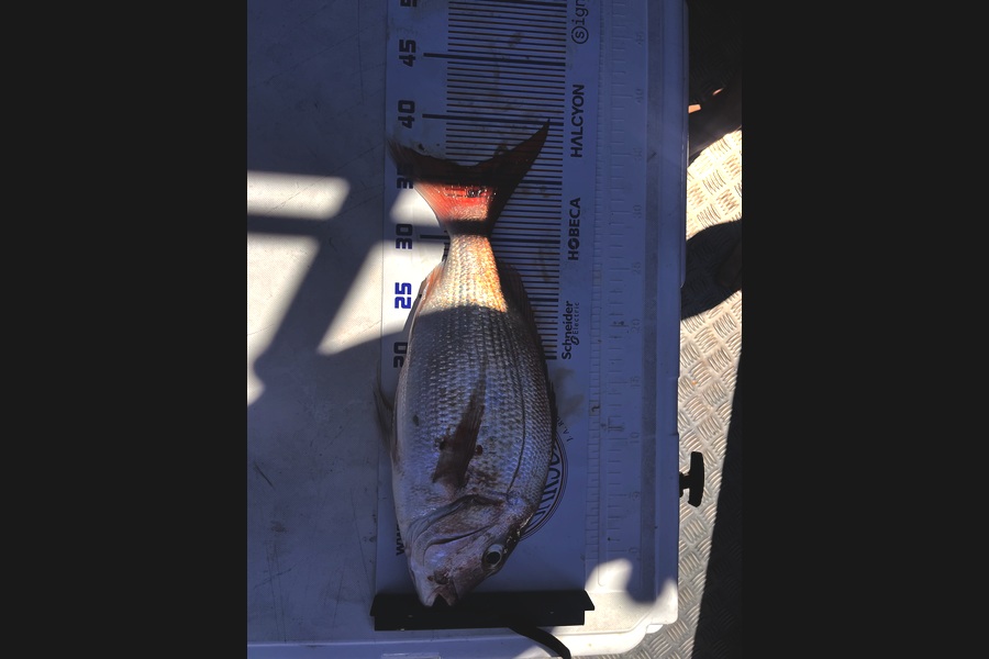 Caid Griffin caught this 36.0cm Snapper at Bay of Plenty during The Export NZ Fishing Competition
